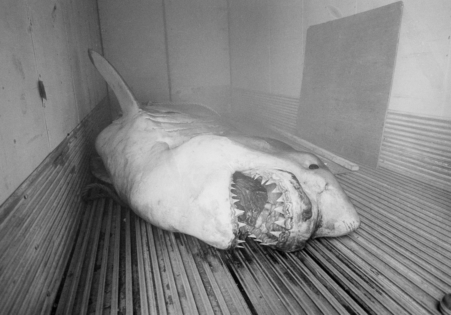 1983: Great White Shark
